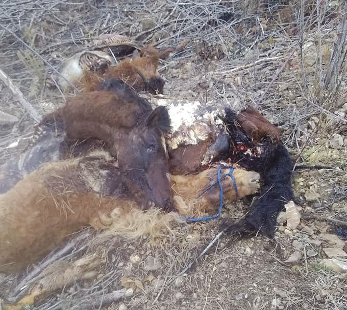 Hunters discover seven horse carcasses